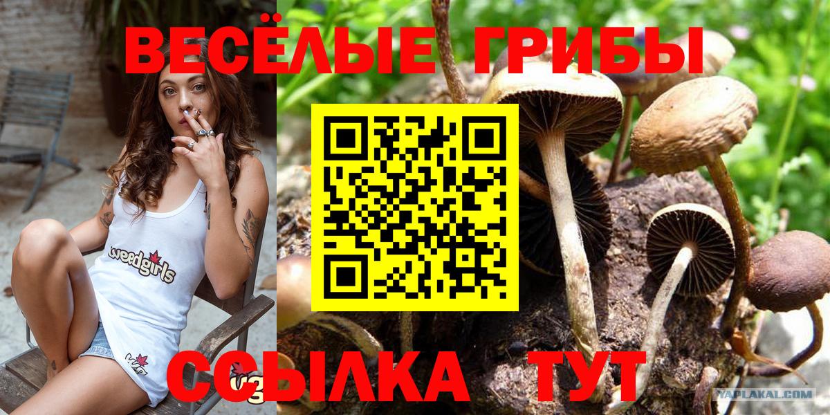 Псилоцибиновые грибы GOLDEN TEACHER Сосновый Бор
